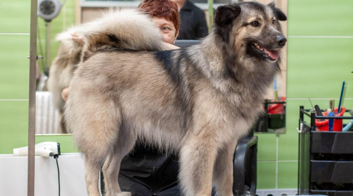 Chiens à adopter